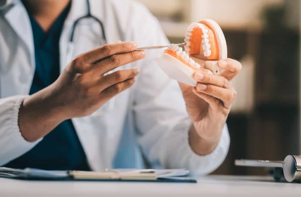 Dentist holding a model of the tooth and gums.